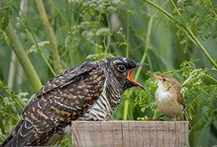 شیر و چای را مخلوط نکنید