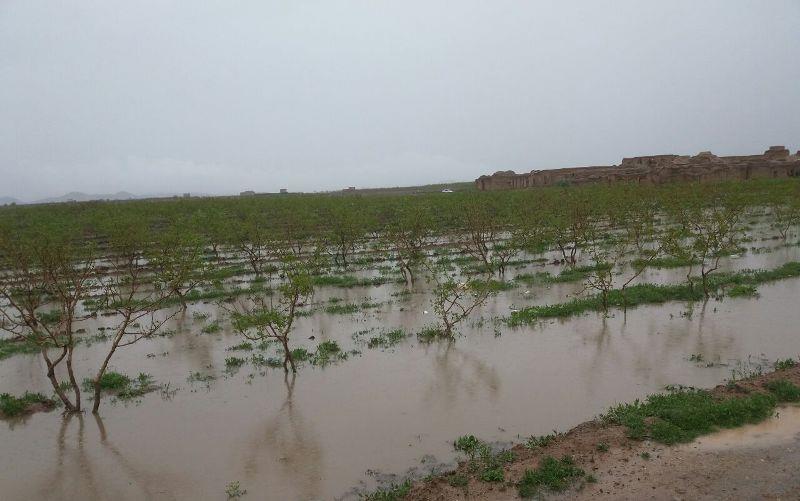 خسارت سیل به بخش کشاورزی خراسان جنوبی