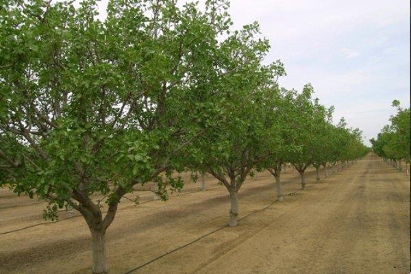 ۱۸ میلیون نهال استاندارد در کشور تولید می شود