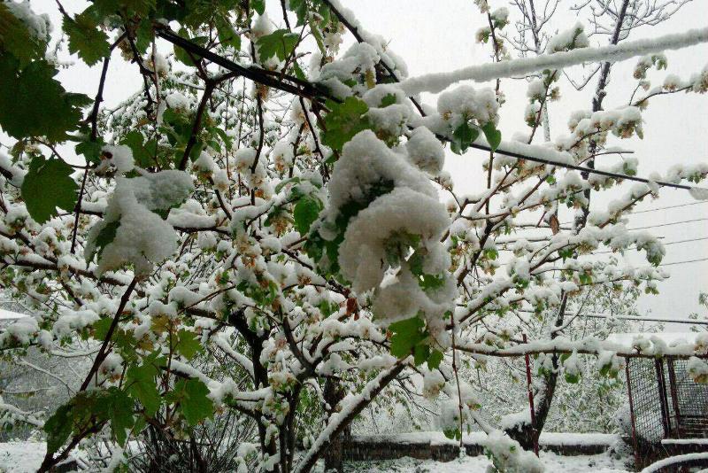 صندوق بیمه کشاورزی: بار مالی سرمازدگی فروردین ٧هزارمیلیارد ریال است