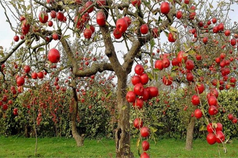 مشوق صادراتی به صادر کنندگان سیب استان تهران پرداخت می شود