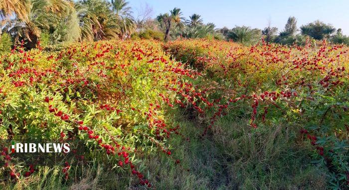 برداشت ۱۵ تن محصول چای ترش از اراضی کشاورزی لاشار