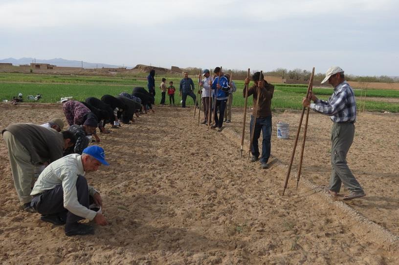 کاشت سنتی پنبه در نایین آغاز شد