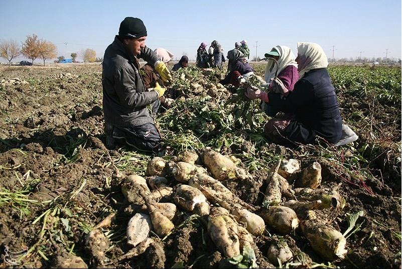 مطالبات چغندرکاران تا پایان سال تسویه می شود