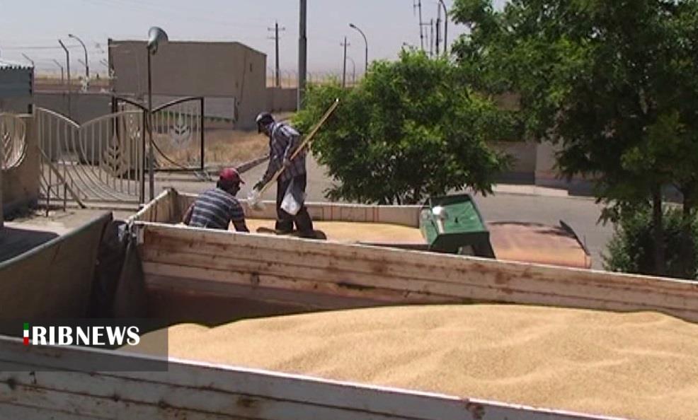 پرداخت ۵۵ درصد مطالبات گندمکاران در کردستان