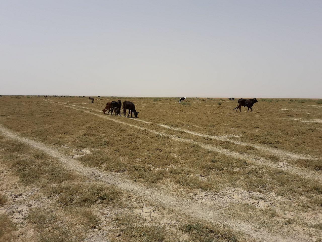 علوفه و آب نیازفوری دامداران سیستانی