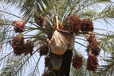 زنجیره تولید تا صادرات خرما تکمیل می شود