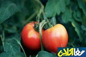 خوراکی هایی که نمی دانستیم خطرناکند!