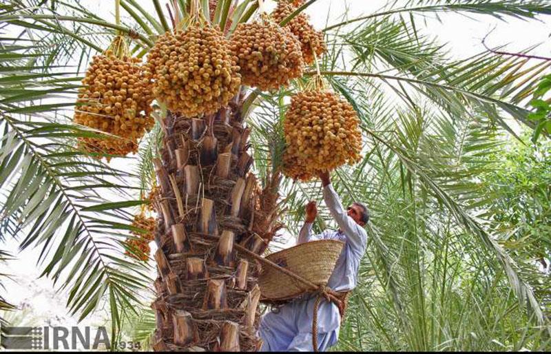 برداشت خرما در سیستان و بلوچستان آغاز شد