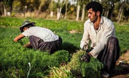 برداشت سبزی از اراضی کشاورزی پیشوا آغاز شد