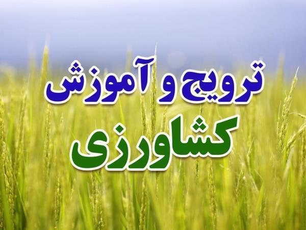 توانمندسازی ۲۲ هزار کشاورزان مازندرانی با آموزش‌های مهارتی