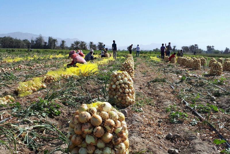 برداشت پیاز در شهرستان شوشتر آغاز شد