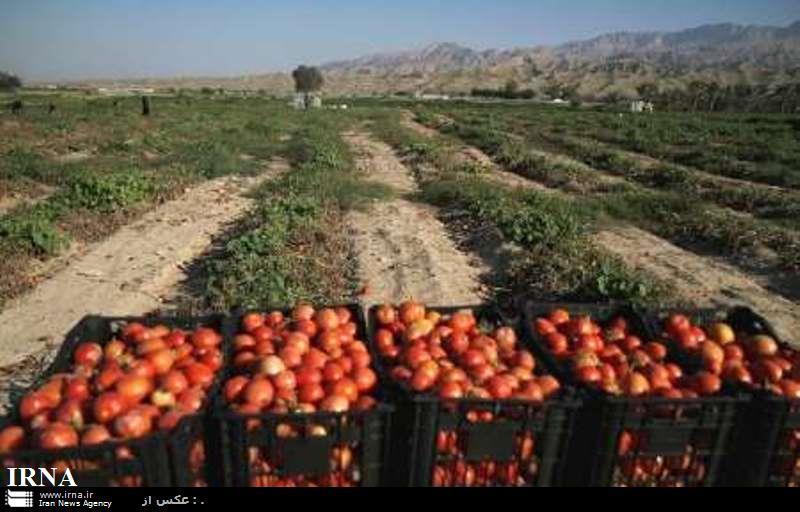 برداشت گوجه فرنگی دراستان بوشهر آغاز شد