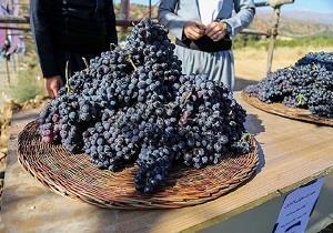 آغاز برداشت انگور سیاه از تاکستان‌های سردشت