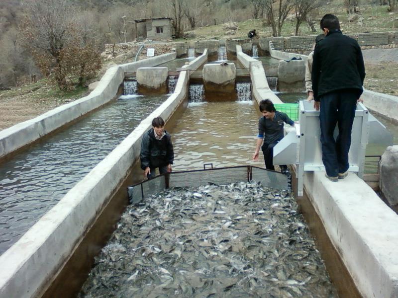 خسارت 7 میلیاردی سیل به مزارع پرورش ماهی