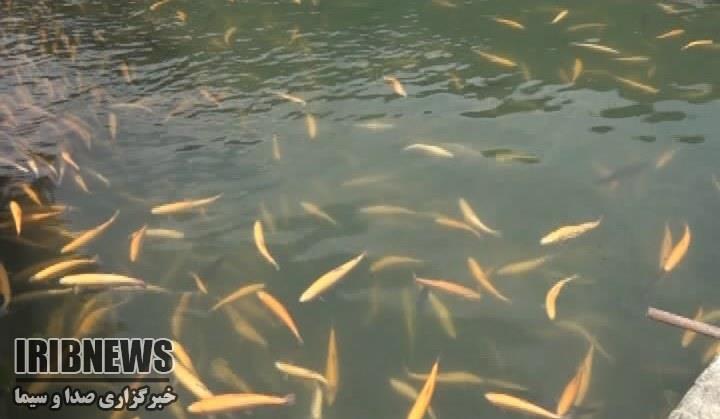 جمع آوری فاضلاب قزل آلا ، راهی برای نجات آنها + فیلم و عکس