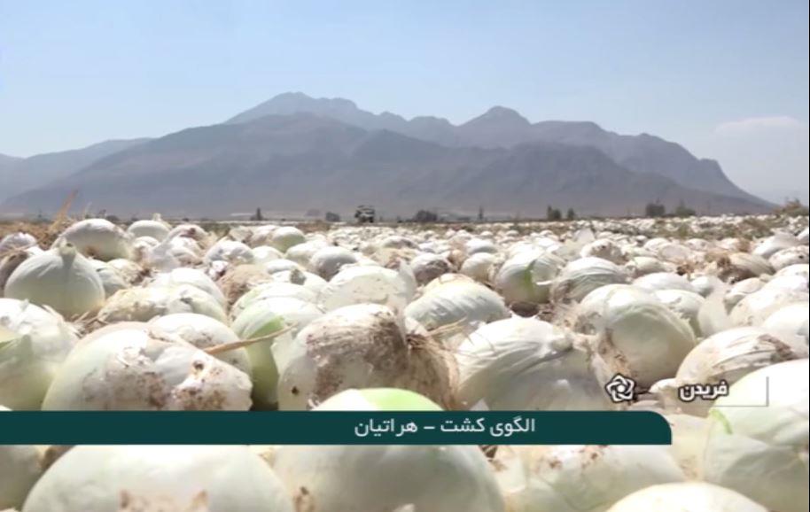 طرح بر جای مانده الگوی کشت و تبعات آن