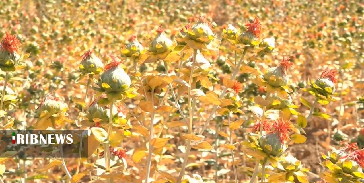 آغاز برداشت گلرنگ از مزارع شهرستان بیجار