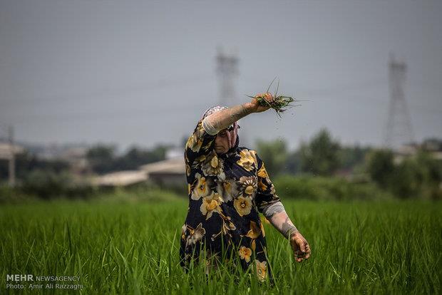 انتقال آب کارون منجر به بیکاری کشاورزان خوزستان شده است